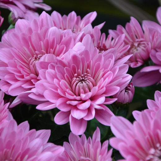Chrysanthemum Seeds