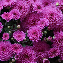 Chrysanthemum Seeds