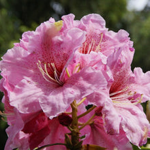 Azalea Seeds