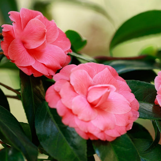 Camellia Seeds