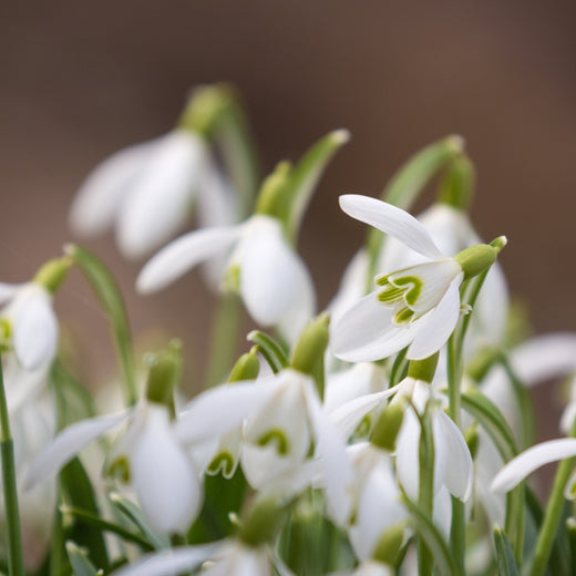 Snowdrop Seeds