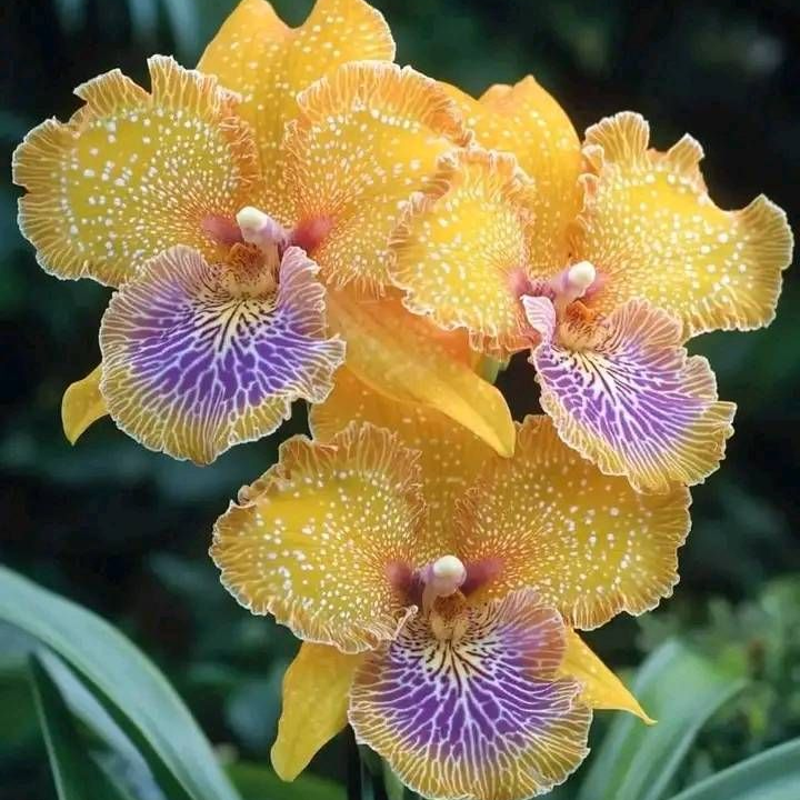 Transgenic Flower Seeds