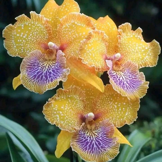 Transgenic Flower Seeds