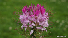 Cleome Seeds - Pink