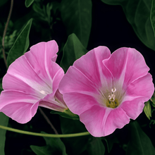 Petumia Hybrida Flower Seeds 100000
