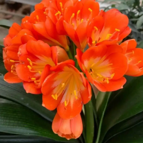 Kaffir Lily Flower Seeds