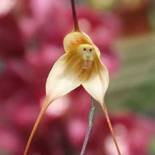 Monkey Flower Seeds