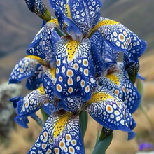 Lily Seeds