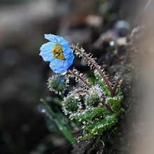 Himalayan Blue Poppy Seeds