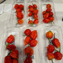 Aji Brazilian Starfish Hot Pepper Seeds