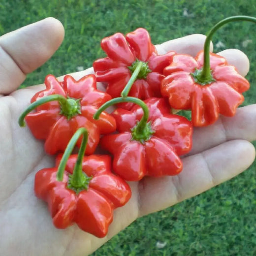 Aji Brazilian Starfish Hot Pepper Seeds