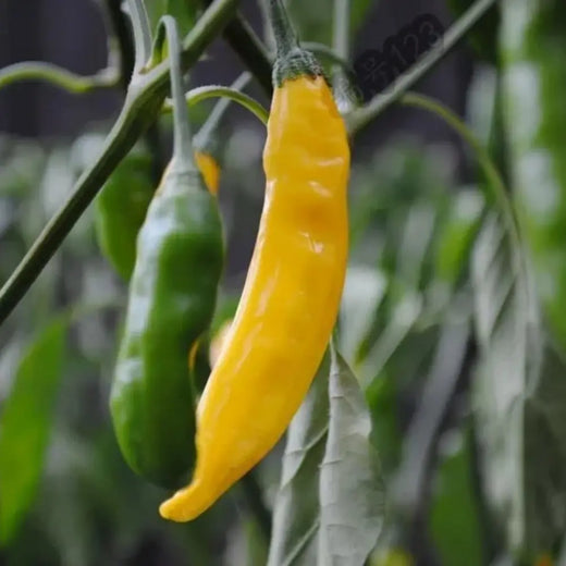 Aji Lemon Drop Pepper Seeds