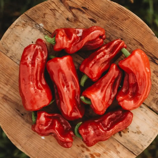 Aleppo Halaby Syrian Hot Chile Pepper Seeds