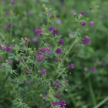 Alfalfa Seeds