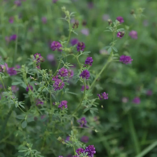 Alfalfa Seeds