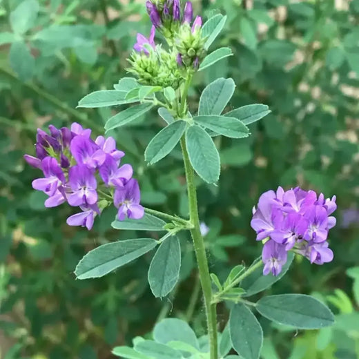 Alfalfa Seeds