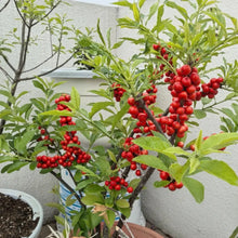 American Holly Seeds