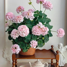 Appleblossom Begonia Seeds