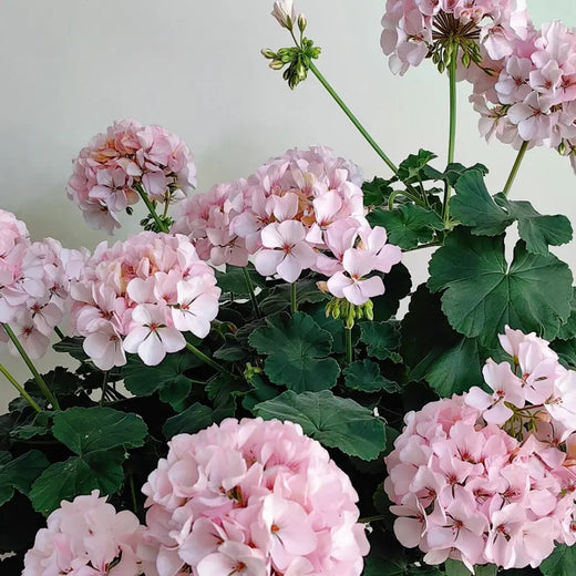 Appleblossom Begonia Seeds