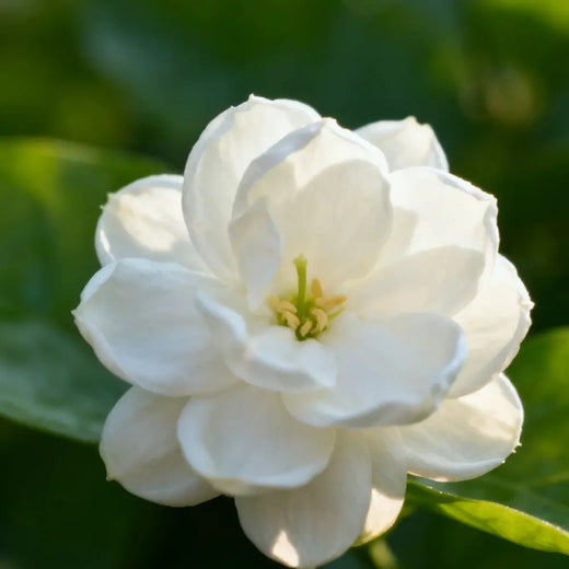 Arabian Jasmine Seeds