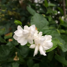 Arabian Jasmine Seeds