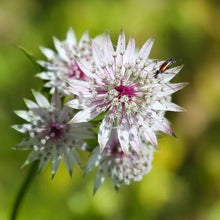 Astrantia Flower Seeds