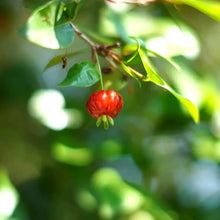 Barbados Cherry Seeds