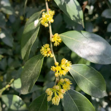 Bay Laurel Seeds