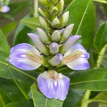 Bear's Breeches Seeds