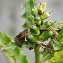 Bear's Breeches Seeds