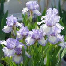 Bearded Iris Flower Seeds