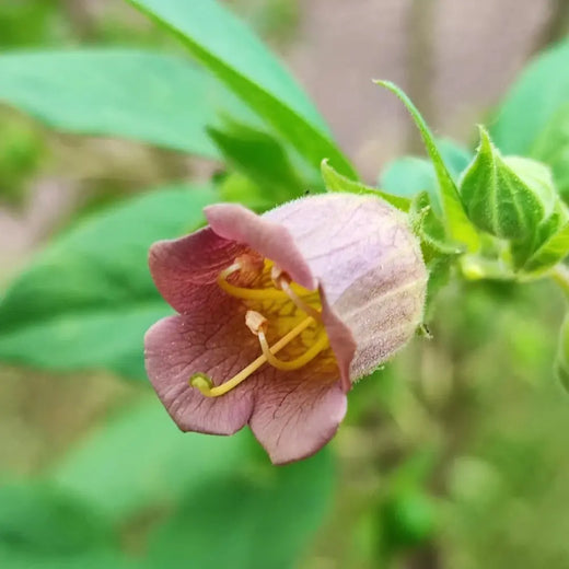 Belladonna Seeds