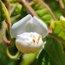 Bells of Ireland Seeds