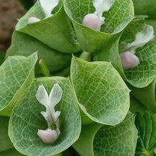 Bells of Ireland Seeds