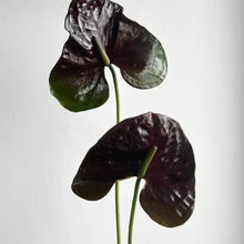 Black Anthurium Flower Seeds