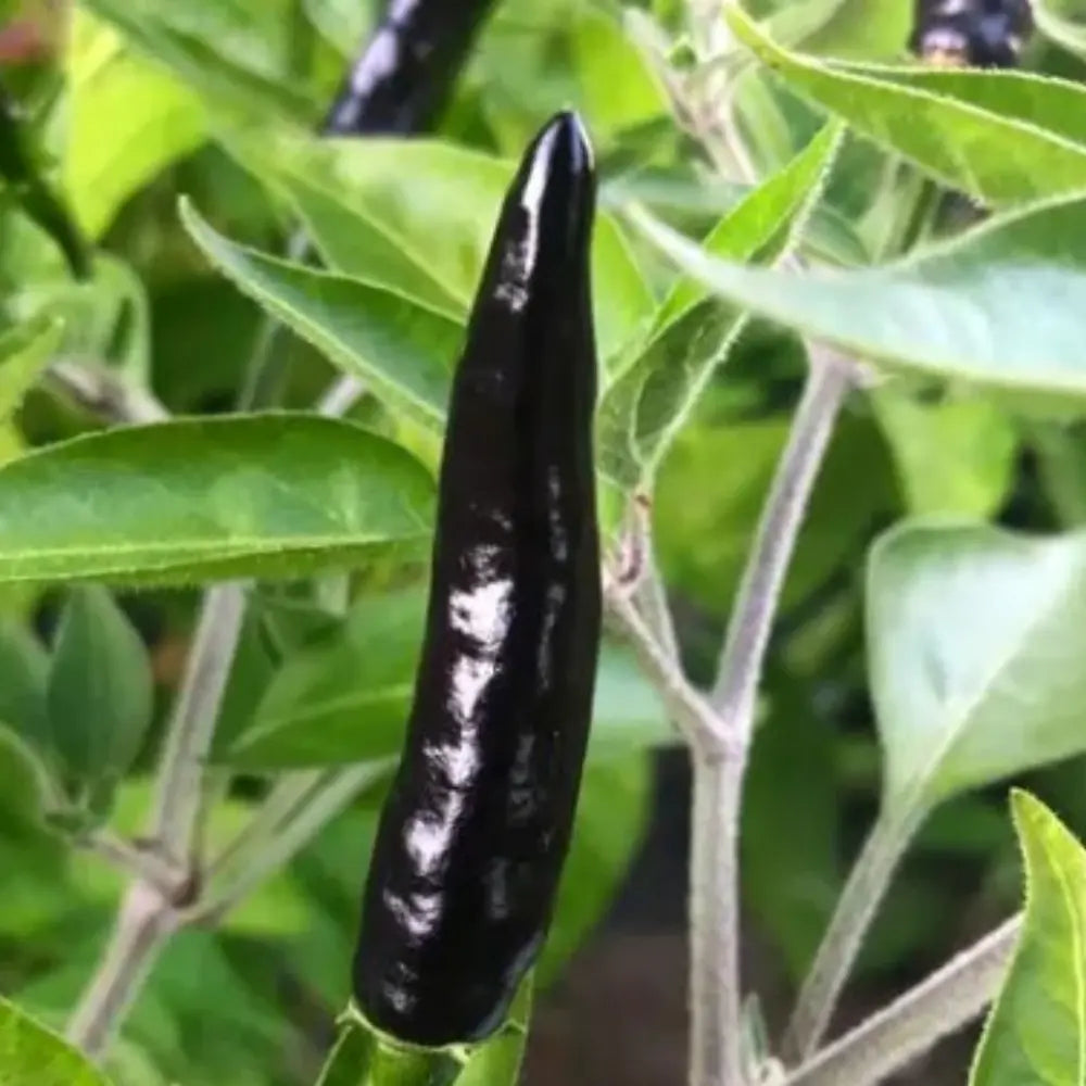 Black Cobra Pepper Seeds