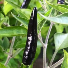 Black Cobra Pepper Seeds