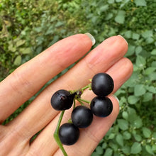 Black Hawthorn Seeds