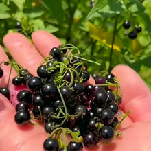 Black Nightshade Seeds
