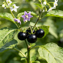 Black Nightshade Seeds