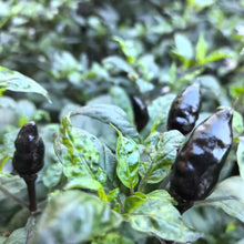 Black Thai Dragon Pepper Seeds