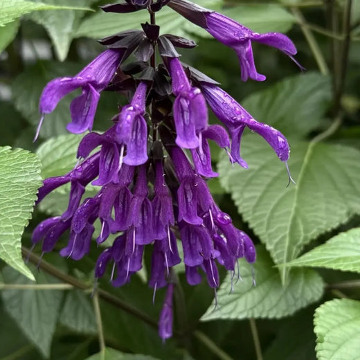 Black and Blue Salvia Seeds