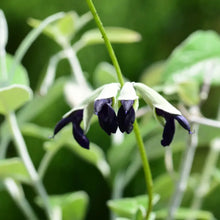 Black and Blue Salvia Seeds