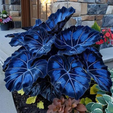 Blue Caladium Flower Seeds