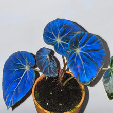 Blue Caladium Flower Seeds
