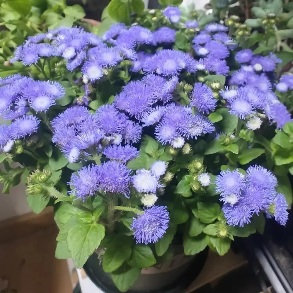Blue Floss Flower Seeds