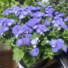 Blue Floss Flower Seeds