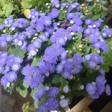 Blue Floss Flower Seeds