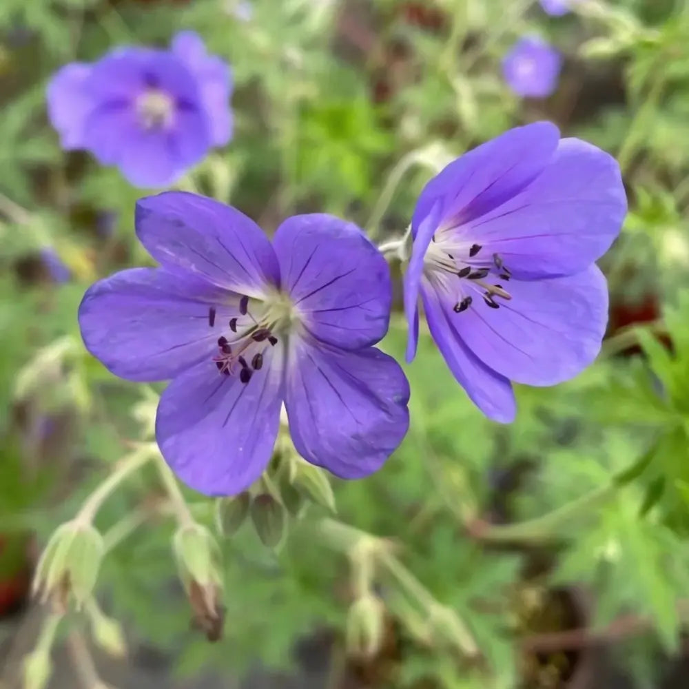 Blue Geranium Flower Seeds
