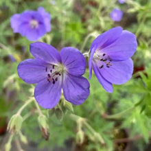 Blue Geranium Flower Seeds